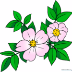 A beautifully colored illustration of a wild rose, showcasing the final result of the tutorial.