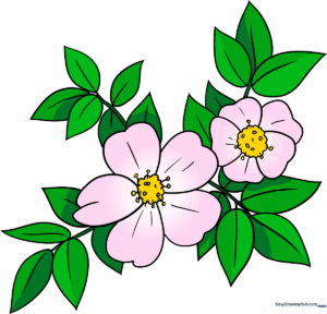 A beautifully colored illustration of a wild rose, showcasing the final result of the tutorial.