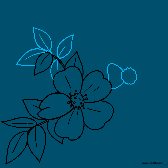 Pencil sketch showing the beginning of a second rose flower being drawn next to the first one.