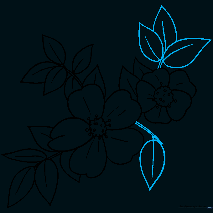 Pencil sketch showing additional stems and leaves connecting the two rose blossoms.