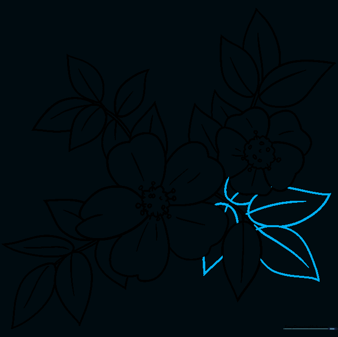 Completed pencil outline of two wild roses with stems and leaves, ready for coloring.