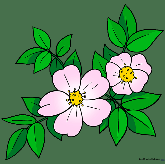 Finished, colored illustration of two wild roses with pink petals and green leaves.