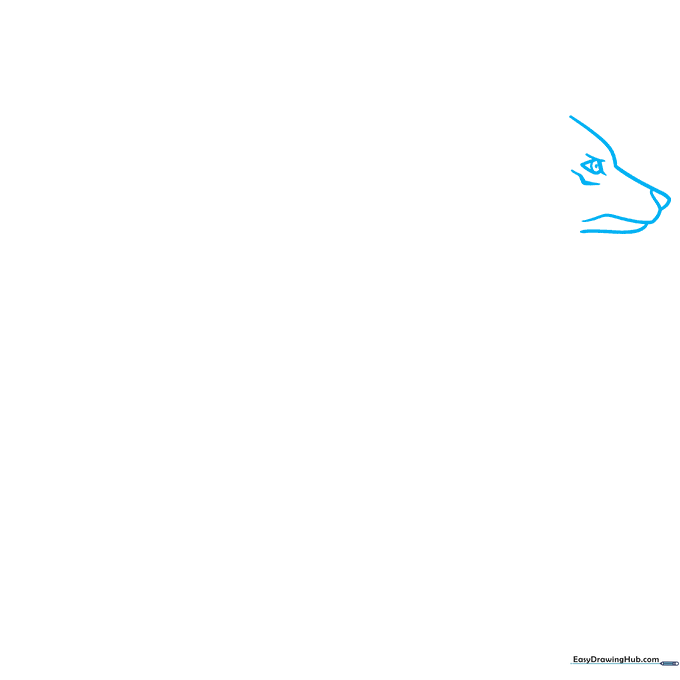 Close-up pencil sketch of a wolf's snout and forehead profile on white paper.