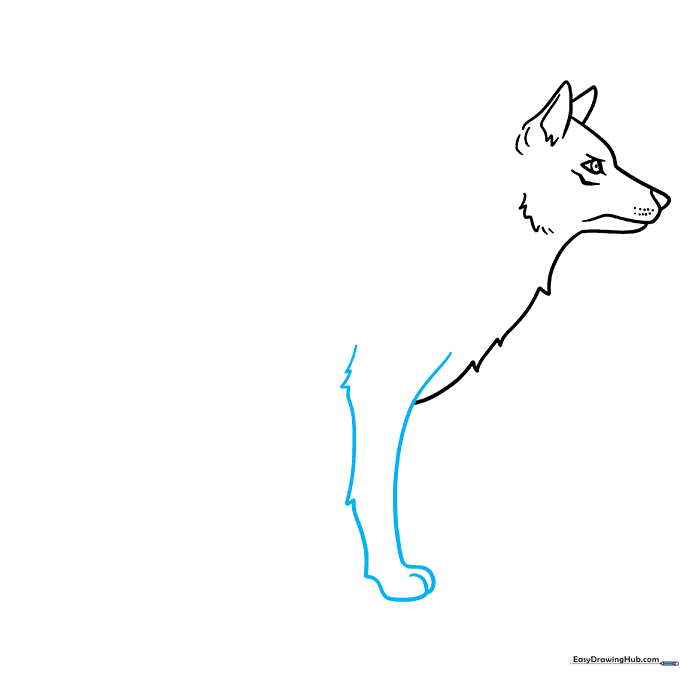 Wolf front leg and paw sketch with detailed fur and toe markings.