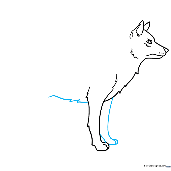 Wolf body outline showing the belly and two front legs.