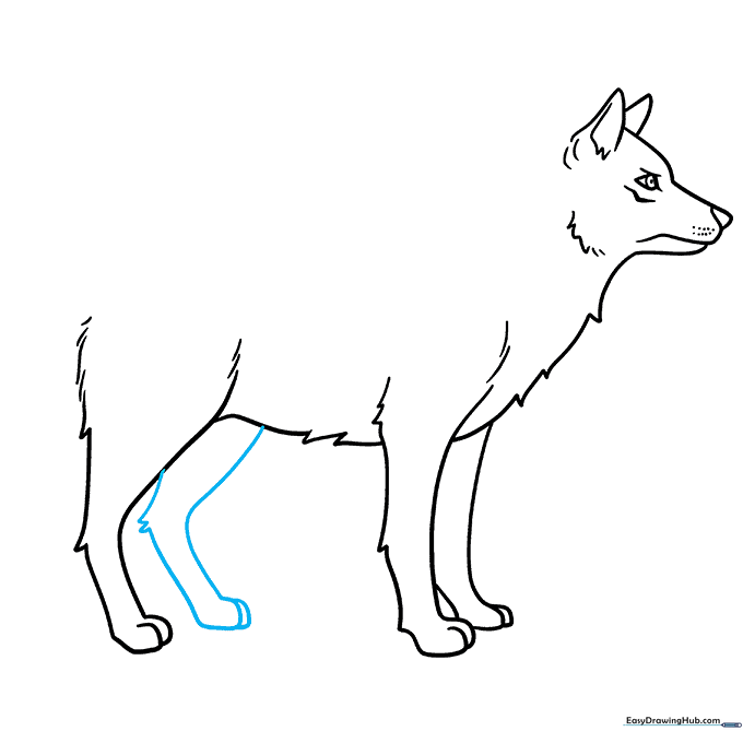 Wolf sketch showing all four legs in a standing position.