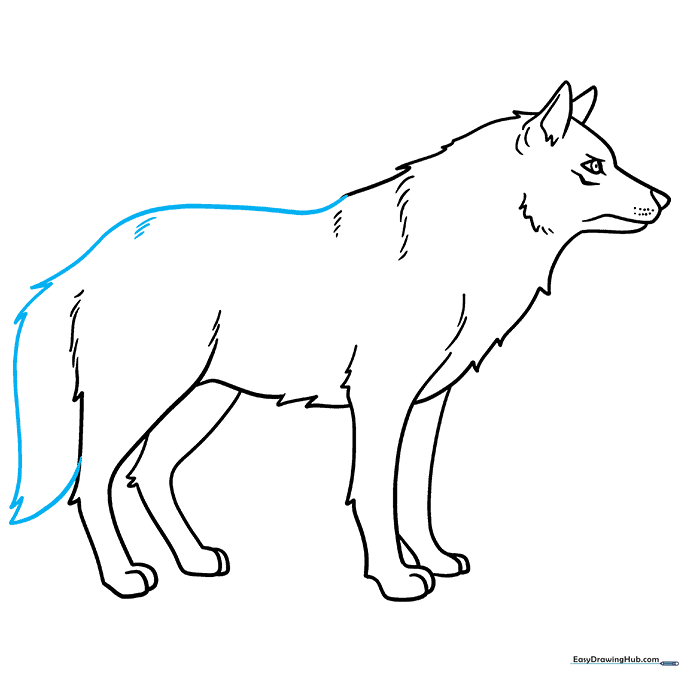 Completed wolf outline with a bushy tail.