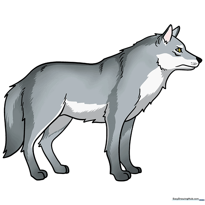 Finished, colored illustration of a gray wolf standing in profile.