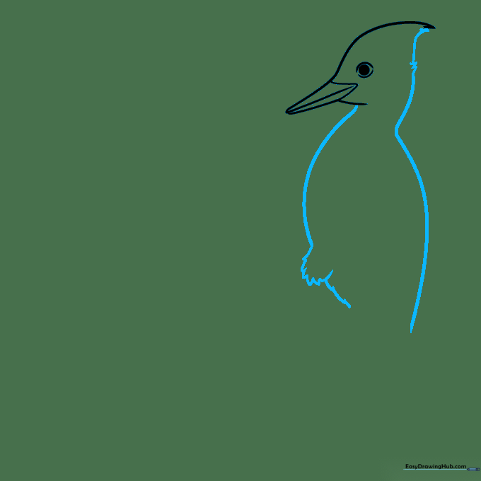 Outline of the woodpecker's body showing the back and belly curves.