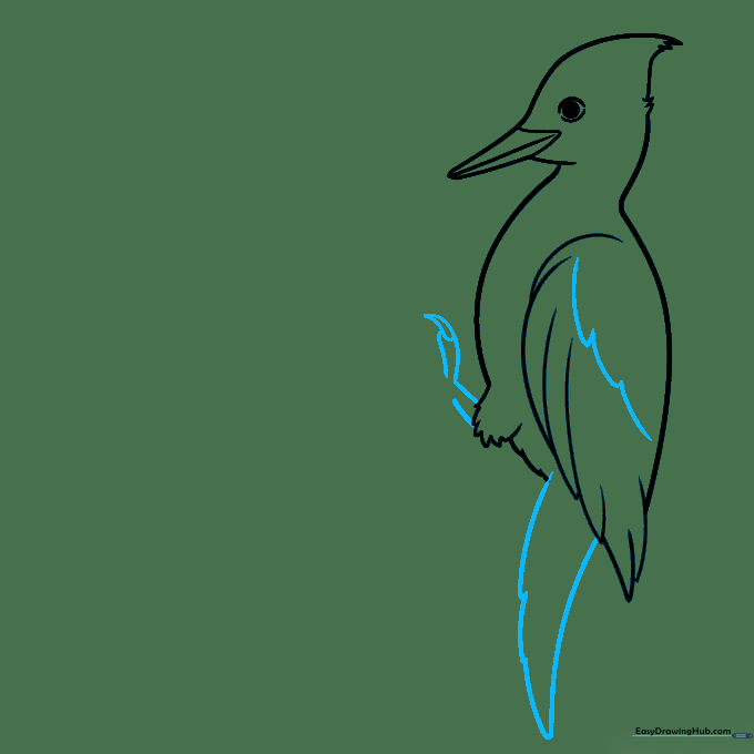 Drawing the woodpecker's legs and sharp claws using teardrop shapes.