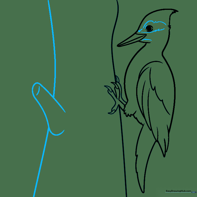 Adding detailed face markings to the woodpecker using short, jagged lines.