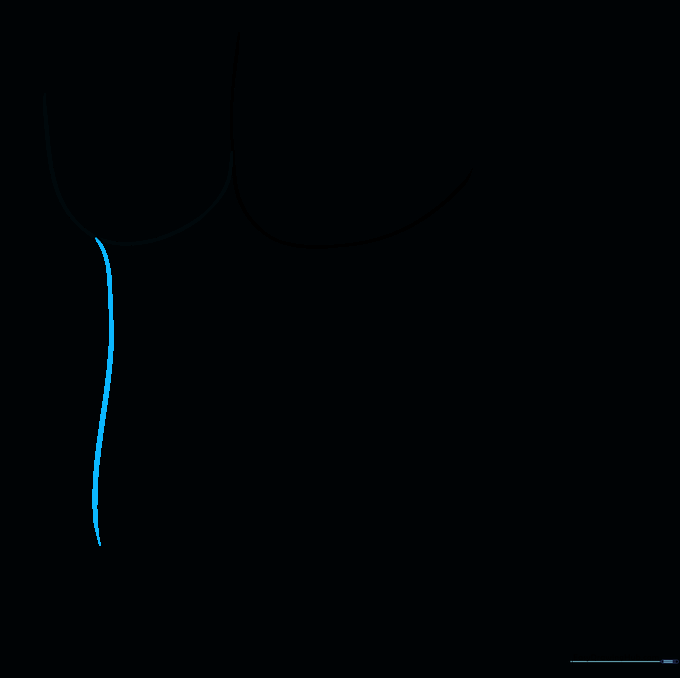 A long, smooth curved line extending downward from the chest to define the side of the stomach.
