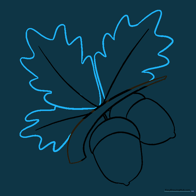 Oak leaves with characteristic lobed edges drawn around the veins