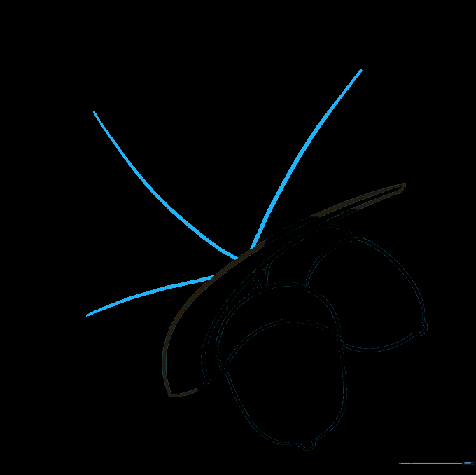 Three central veins for oak leaves extending from the twig