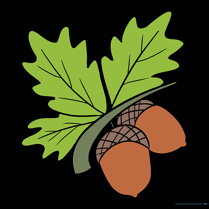Finished, colored drawing of acorns and oak leaves