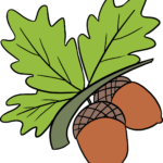 Colorful illustration of acorns on an oak branch