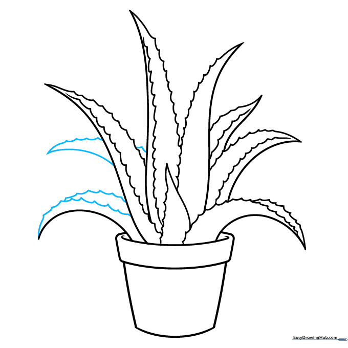 Completing the final outline of the aloe vera plant, ensuring all leaves are connected.