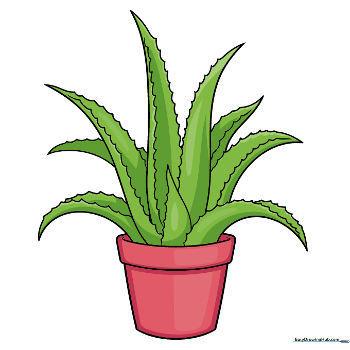 A fully colored, vibrant aloe vera plant in a pot, showing green leaves and a terracotta-colored pot.