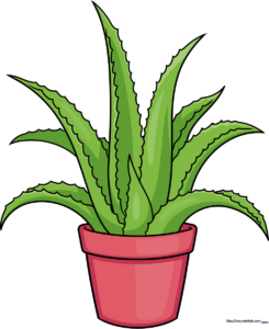 A finished, colorful drawing of an aloe vera plant in a pot, displayed as a completed art project.