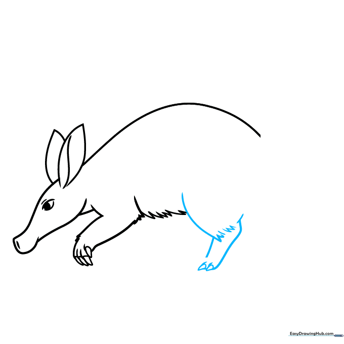 Sketching the sturdy rear leg and foot of the aardvark.