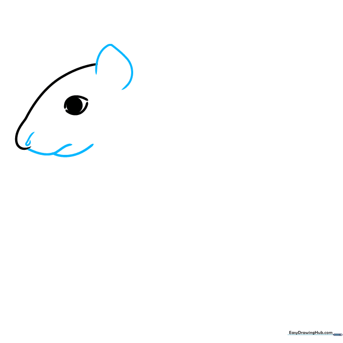 Drawing of an agouti face adding a pointed ear, a small nostril curve, and a Y-shaped mouth line.