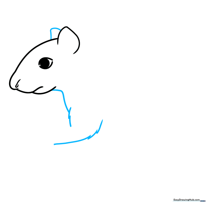 Agouti drawing showing the second ear and jagged fur lines along the neck and upper leg.