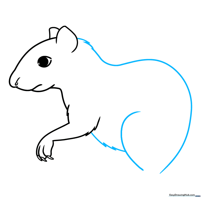 Agouti body outline showing the back, belly, and hip fur texture.