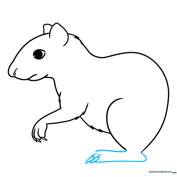 Drawing of the agouti's powerful rear foot with detailed claws.