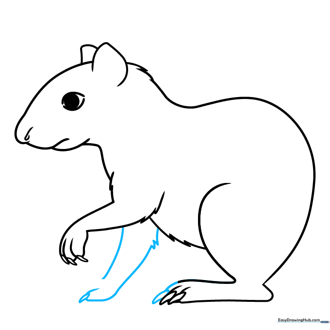 Agouti drawing showing the completion of all four legs and paws.