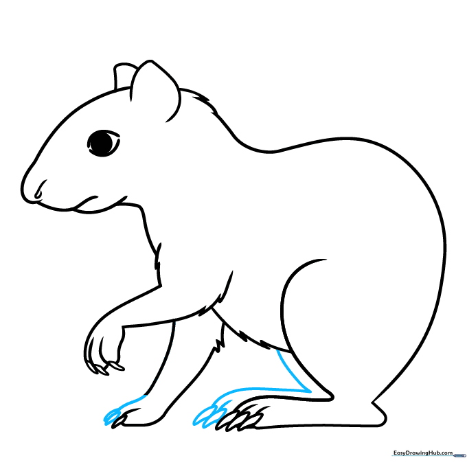 Refining the agouti paws with added joint details and claw definition.