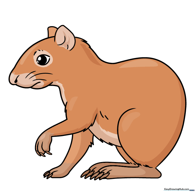A fully colored, cute cartoon agouti with reddish-brown fur and a light belly.