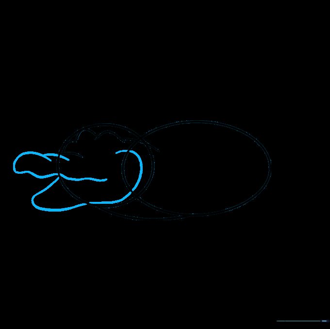 Drawing the broad, rounded snout and lower jaw of the alligator.