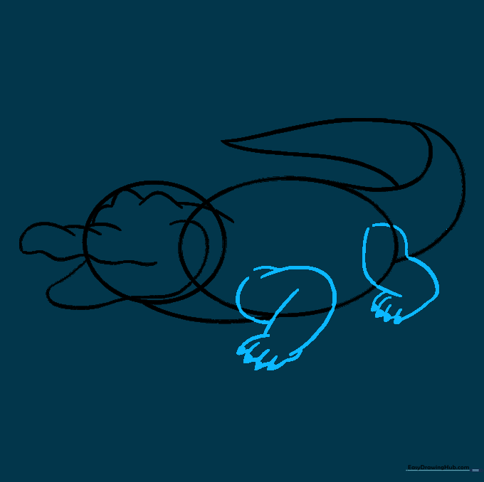 Drawing sturdy legs with clawed toes on the alligator's body.