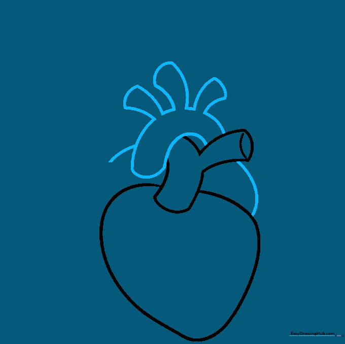 Drawing the aortic arch as a curved rainbow shape over the top of the heart structure.