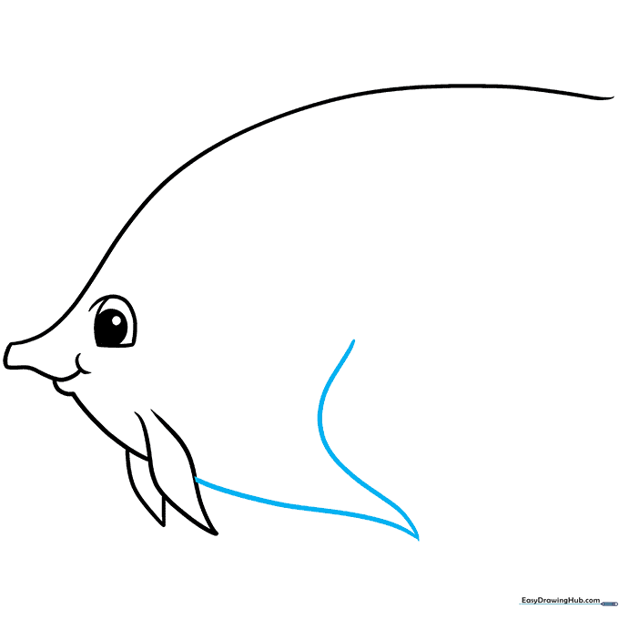 Sketch showing the large, triangular anal fin extending from the bottom of the fish.