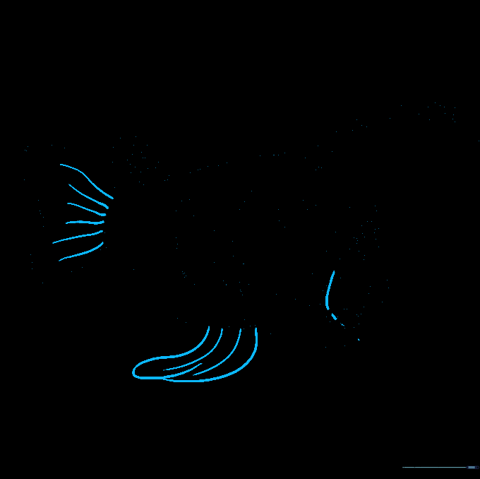 The completed line art of the angler fish with all fins and details added.