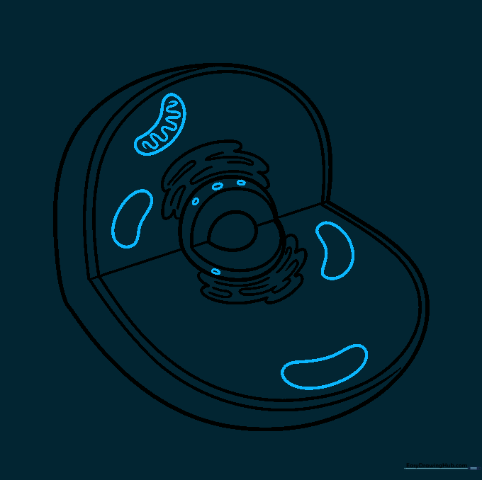 Sketching bean-shaped mitochondria with internal wavy cristae.