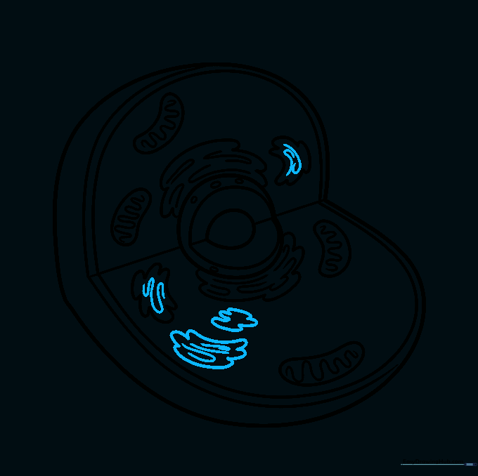Drawing the stacked, flattened sacs of the Golgi apparatus.