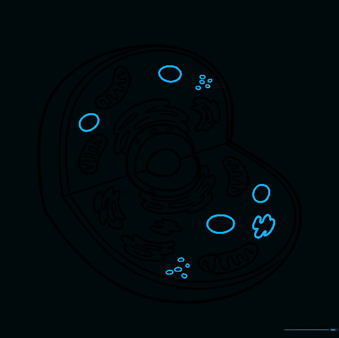 Adding lysosomes and the centriole to the animal cell model.