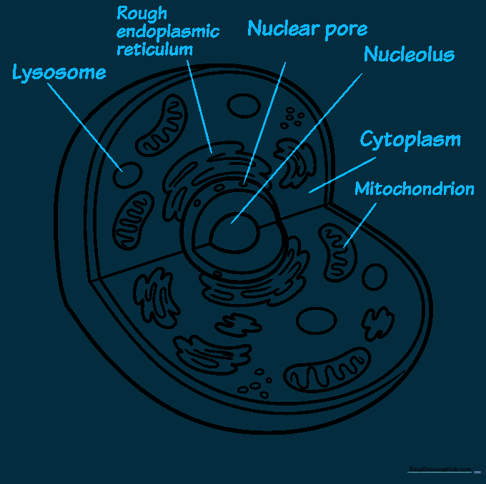 Adding scientific labels to the various organelles in the animal cell drawing.