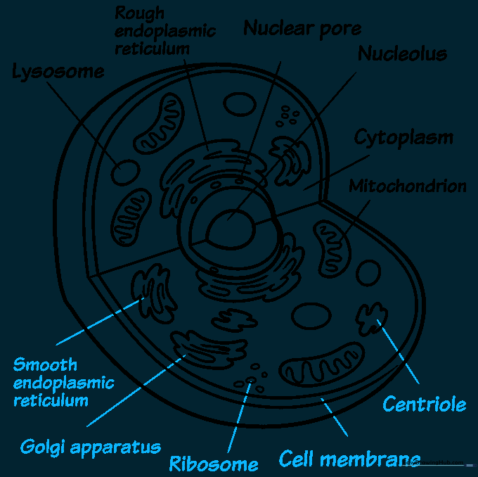 Finalizing the labels for the Golgi apparatus, centrioles, and cell membrane.