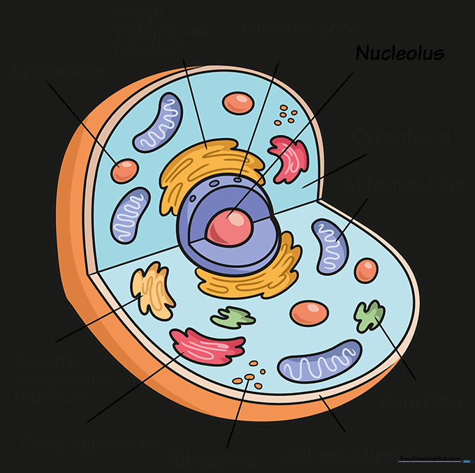 A fully colored and labeled animal cell diagram for educational use.