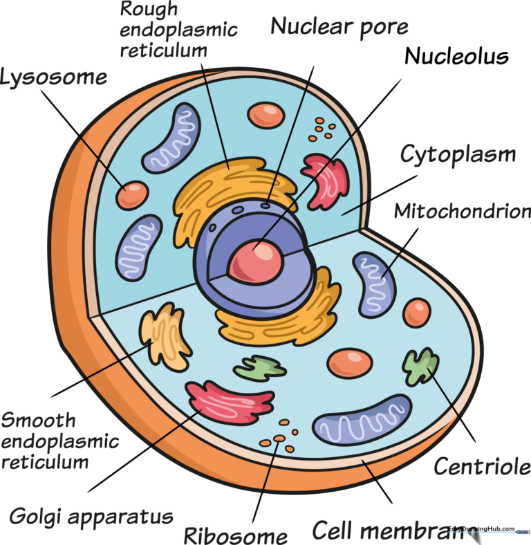 A vibrant, educational illustration of an animal cell with clear labels for study.