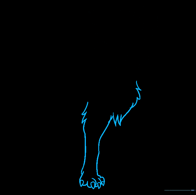 Drawing the first foreleg with shaggy fur texture and paw details.