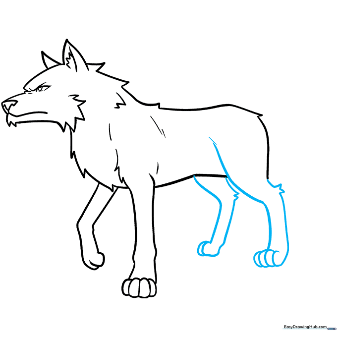 Adding the rear legs to the wolf sketch, highlighting the correct anatomical placement of the ankle joint.