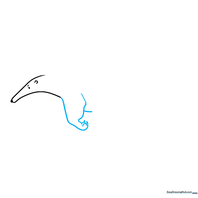 Drawing the anteater's front leg with sharp claw details.