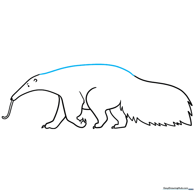 Connecting the back line to unify the anteater's body.