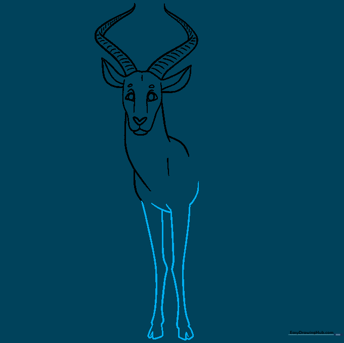 Drawing the long front legs and hooves of the antelope.