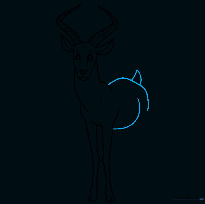 Drawing the belly line and the small tail of the antelope.