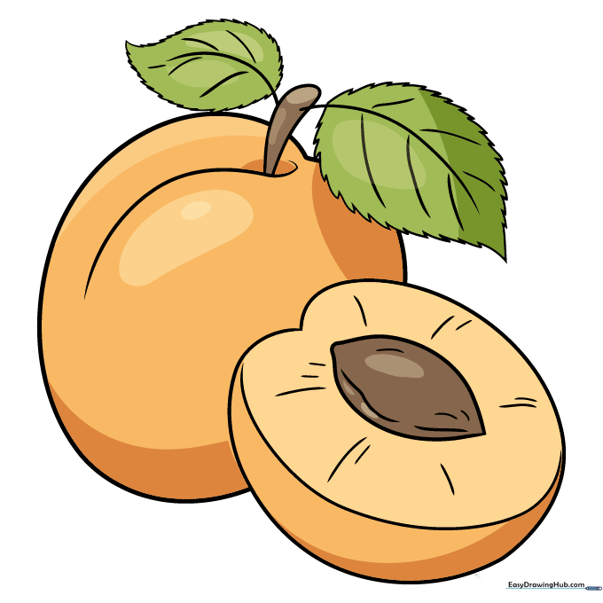 Final colored drawing of two apricots with leaves, using bright orange, yellow, and green tones.